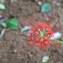 석산 Amaryllidaceae (수선화과) ＞ Lycoris (상사화속) ＞ radiata (석산) 이미지