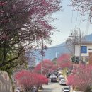 정문희망마을 | 3월1일 순천 매화명소 3곳 주차장에서 모두 도보10분이내 매산고 탐매마을 사운즈옥천