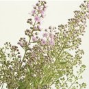 7261 | 꽃 정기구독 어니스트플라워 초대코드 별튤립7261 럭키박스 후기