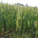 수덕사 야영장 이미지