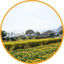 정인농원 | 거제도 여행 코스 공곶이 수선화 드라이브 갈만한곳 볼거리