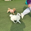 원더독 | 동탄 애견 유치원 원더독 강아지 가을운동회