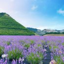 무릉 3지구 이미지