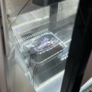 양주 덕계역 "디프트 _ 두바이수건케이크" 내돈내산 솔직후기!