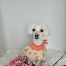 몽실 애견미용 이미지