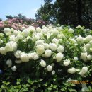 비석골근린공원 이미지