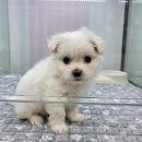 러브미독 이미지