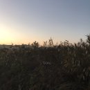 순천만습지 이미지