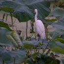 터줏대감 이미지