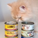 펫슈퍼24 | 고양이 주식캔 추천 퍼시캣 파인다이닝 슈퍼프리미엄 후기