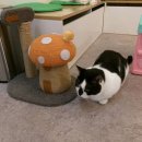 캠핑고양이 - 강남구 선릉로 420 | 캠핑고양이