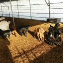 산양마루목장 이미지