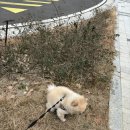 울산 북구 호계 애견미용 / 미소애견미용실 솔직 방문 후기 :)