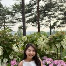 만수목장 | [가평]6월 경기도 꽃구경 자라섬 꽃축제 꽃페스타 후기(입장료, 주차, 꿀팁 추가)