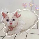 묘은 이미지