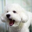 비비펫미용 네이버블로그