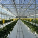 일조농장 이미지