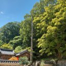 조록나무 뿌리 형상물 | [순천 송광사 후기] 삼보사찰 완주! 무더운 여름날의 승보사찰 여행