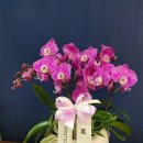 (주)농업회사법인 삼화원종 이미지