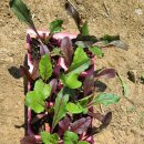 차진열농장 이미지