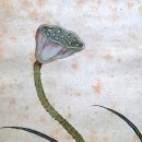 하화 | 연꽃과 고추잠자리 - 단원 김홍도의 &#39;하화청정&#39;