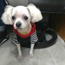 두리애견용품 이미지