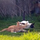 선주동물병원 이미지