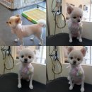 개 웃는날 이미지