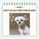 이득카페 | 임신 26주 강아지 임시보호, 초코중독, 마켓컬리 핵이득 마켓 후기, 예비엄마의 연말과 새해 일상 이야기