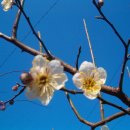 매화랜드 이미지