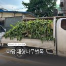 마당 대형나무벌목