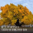 국도21호 은행나무길 | 원주 가을 당일치기 여행 반계리 은행나무 실시간 cctv 주차 방문 꿀팁