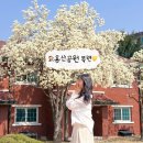 하얀꽃어린이공원 | 20260328촬영 용산공원 목련 실시간 개화상황 주말후기 주차 포토존 꿀팁