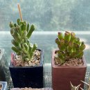 영풍상회 이미지