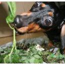 청아농장 이미지