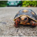 거북이집 이미지