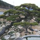 팽나무 농장 이미지