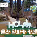올라알파카 카페 | 동물원 보다 좋다! 화순 수만리 올라 알파카 카페 방문 후기