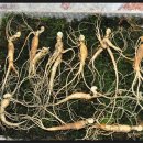 지종농장 이미지