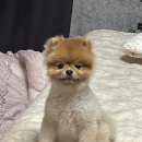 지니로그