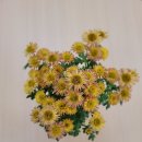 모아꽃방 이미지