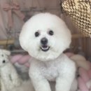 티나네강아지미용실 이미지