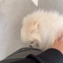 라방드네일