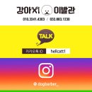 강아지 이발관 이미지