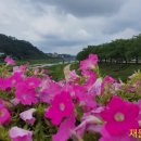 수곡농원 | 7월 자전거로 본 여름 꽃