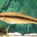 황쏘가리 이미지