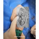 카카오PC | 평택 강아지 십자인대 파열 TPLO 수술 후기