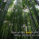 죽녹원 이미지