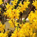 하울라스틱 이미지