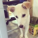 달중이네 펫호텔 이미지